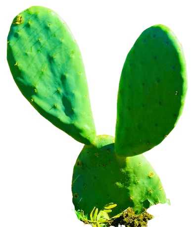 Nopales, the Cactus